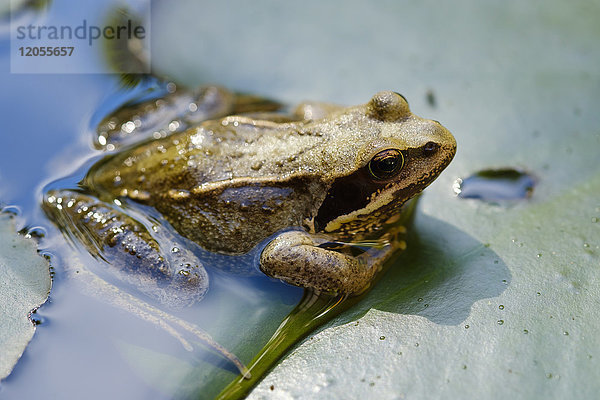 Gewöhnlicher Frosch kauernd auf einem Seerosenblatt im Teich