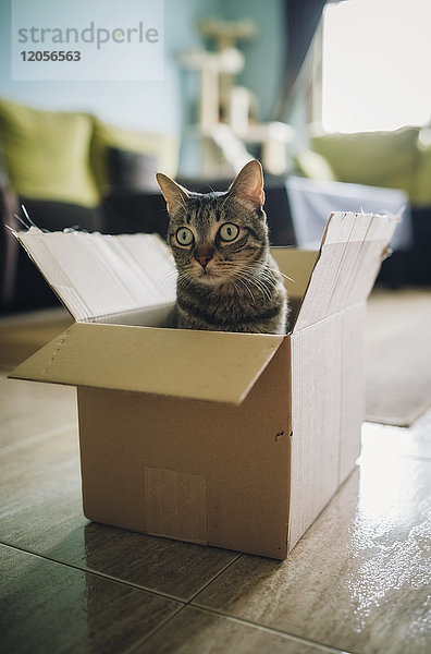 Tabby Katze im Karton