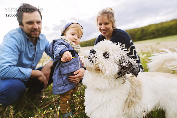 Süßer kleiner Junge mit Eltern und Hund im Löwenzahnfeld
