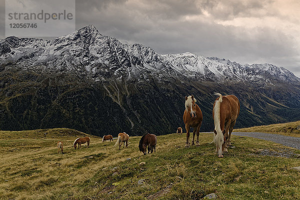 Österreich  Tirol  Ötztal  Sölden  Pferde auf Alpweide