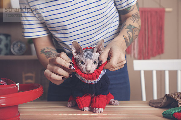 Frau  die zu Hause einen Pullover auf ihre Sphynx-Katze zieht.