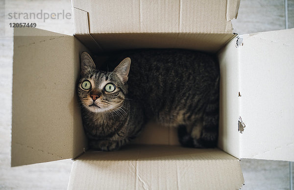 Tabby Katze im Karton