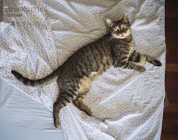 Tabby Katze auf dem Bett liegend  Draufsicht