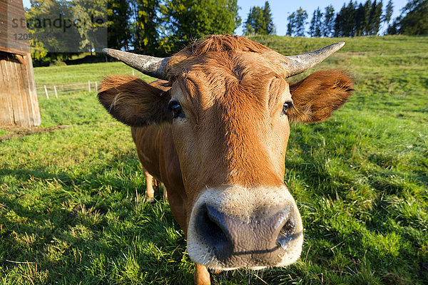 Portrait von Murnau-Werdenfels Rindern auf der Weide