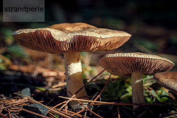 Lamellenpilze  Botanischer Garten  Hamburg-Gross Flottbek  Hamburg  Deutschland  Europa