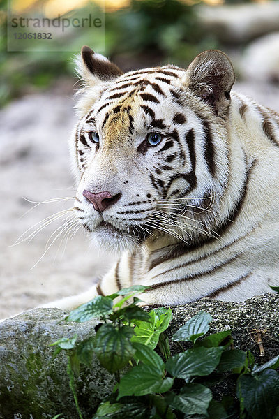 Indischer Tiger Weiße Form  Weißer Tiger  Bengalischer Tiger  (Panthera tigris tigris)  erwachsenes Porträt in Ruhe  Indien  Asien