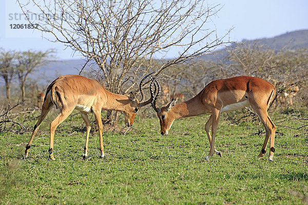 Impala  (Aepyceros melampus)  zwei junge erwachsene Männchen kämpfen  Hluhluwe Umfolozi Nationalpark  Hluhluwe iMfolozi Nationalpark  KwaZulu Natal  Südafrika  Afrika