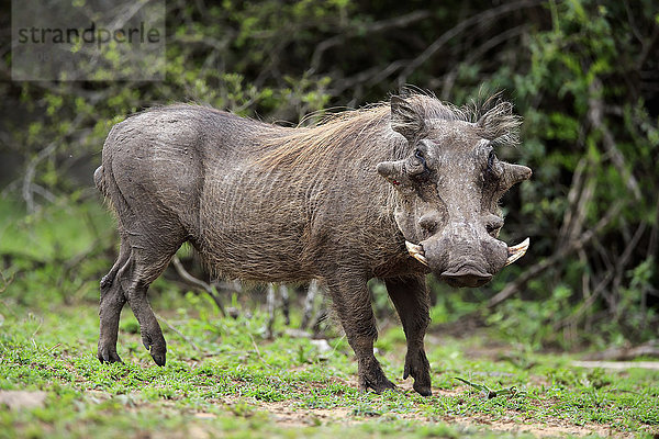 Warzenschwein  (Phacochoerus aethiopicus)  erwachsener Alarm  Hluhluwe Umfolozi Nationalpark  Hluhluwe iMfolozi Nationalpark  KwaZulu Natal  Südafrika  Afrika