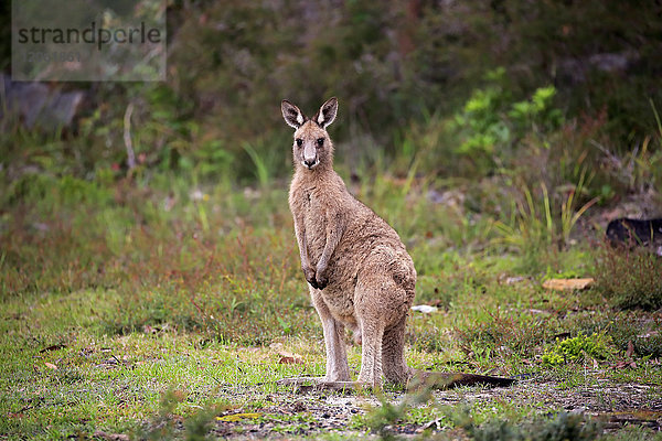 Östliches Graues Känguru (Macropus giganteus)  ausgewachsen  Merry Beach  Murramarang Nationalpark  New South Wales  Australien