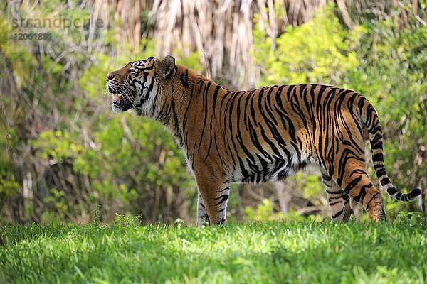 Sumatra-Tiger  (Panthera tigris sumatrae)  erwachsenes Männchen riechend  Sumatra  Asien