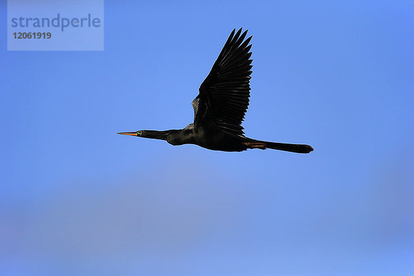 Anhinga  (Anhinga anhinga)  erwachsener Vogel im Flug  Wakodahatchee Wetlands  Delray Beach  Florida  USA