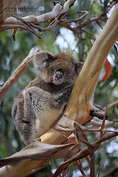 Koala  (Phascolarctos cinereus)  erwachsen auf Baum schlafend  ruhend  Hanson Bay  Kangaroo Island  Südaustralien  Australien