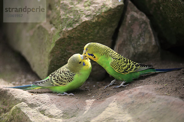 Wellensittich  (Melopsittacus undulatus)  Sozialverhalten  Australien