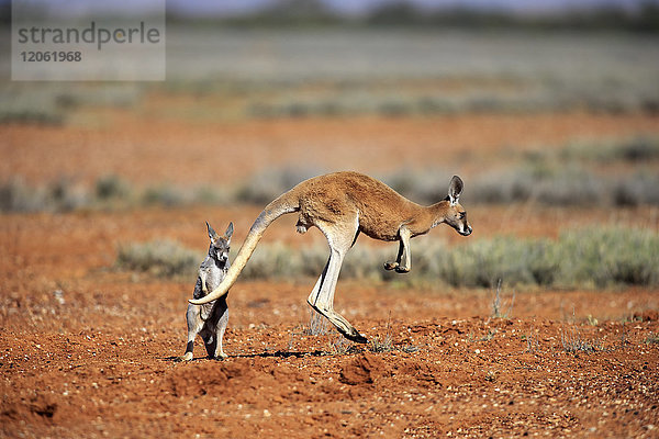 Rotes Känguru  (Macropus rufus)  Weibchen springt mit Subadultem  Sturt Nationalpark  New South Wales  Australien