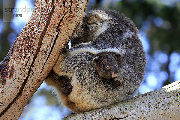 Koala  (Phascolarctos cinereus)  erwachsen mit Jungtier auf Baum  Kangaroo Island  Südaustralien  Australien