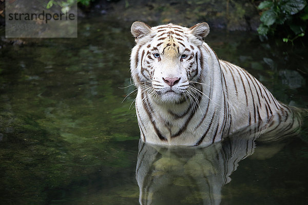 Indischer Tiger Weiße Form  Weißer Tiger  Bengalischer Tiger  (Panthera tigris tigris)  erwachsen im Wasser  Indien  Asien