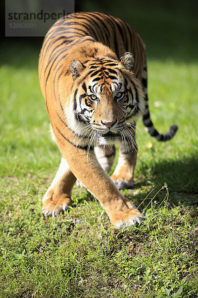 Sumatra-Tiger  (Panthera tigris sumatrae)  erwachsenes Männchen in Alarmbereitschaft  Sumatra  Asien