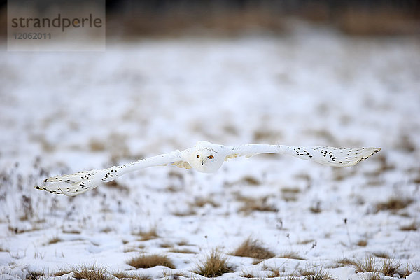 Schnee-Eule  (Nyctea scandiaca)  erwachsener Vogel im Winterflug  Schnee  Zdarske Vrchy  Böhmisch-Mährisches Hochland  Tschechische Republik