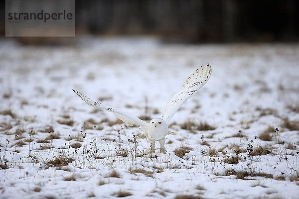 Schnee-Eule  (Nyctea scandiaca)  adult im Schnee beginnt zu fliegen  im Winter  Zdarske Vrchy  Böhmisch-Mährisches Hochland  Tschechische Republik