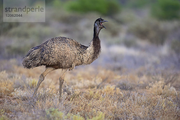 Emu  (Dromaius novaehollandiae)  ausgewachsenes Jungtier  Sturt Nationalpark  New South Wales  Australien