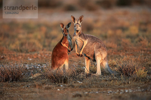 Rotes Känguru  (Macropus rufus)  Weibchen mit Jungtier  Sturt Nationalpark  New South Wales  Australien