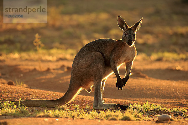 Rotes Känguru  (Macropus rufus)  erwachsenes Männchen bei Sonnenaufgang  Sturt Nationalpark  New South Wales  Australien