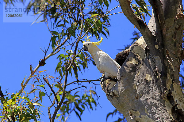 Schwefelhaubenkakadu  (Cacatua galerita)  erwachsener Vogel auf einem Baum in der Bruthöhle  Murramarang National Park  South Australia  Australien