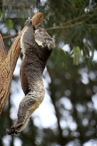 Koala  (Phascolarctos cinereus)  erwachsen auf Baum kletternd  Kangaroo Island  Südaustralien  Australien