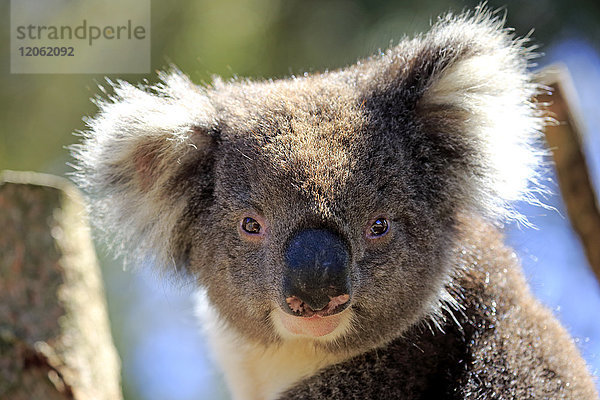 Koala  (Phascolarctos cinereus)  erwachsenes Porträt  Kangaroo Island  Südaustralien  Australien