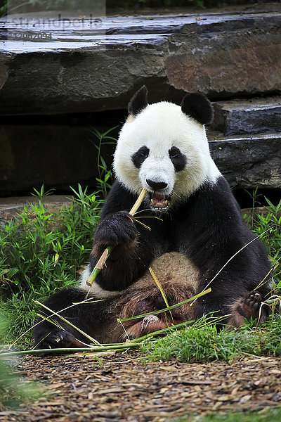 Großer Panda (Ailuropoda melanoleuca)  erwachsen  beim Fressen  Adelaide  Südaustralien  Australien
