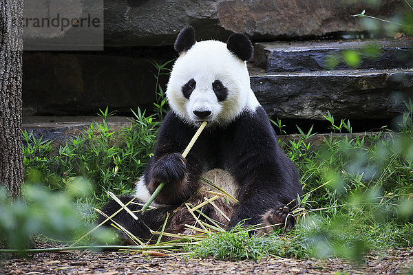 Großer Panda (Ailuropoda melanoleuca)  erwachsen  beim Fressen  Adelaide  Südaustralien  Australien