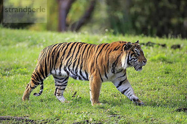 Sumatra-Tiger  (Panthera tigris sumatrae)  erwachsenes Männchen beim Laufen  Sumatra  Asien
