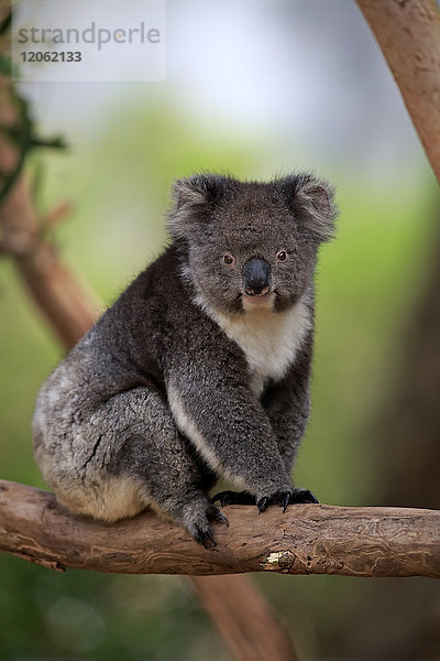Koala  (Phascolarctos cinereus)  erwachsen auf Baum  Kangaroo Island  Südaustralien  Australien