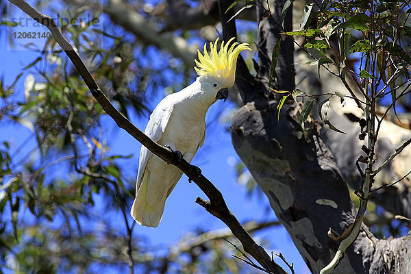 Schwefelhaubenkakadu (Cacatua galerita)  erwachsen auf einem Baum  Murramarang National Park  South Australia  Australien