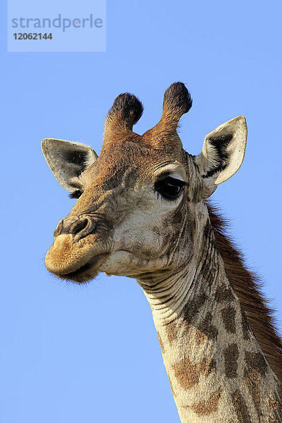 Kap-Giraffe  (Giraffa camelopardalis giraffa)  erwachsen  Porträt  aufmerksam  Hluhluwe Umfolozi Nationalpark  Hluhluwe iMfolozi Nationalpark  KwaZulu Natal  Südafrika  Afrika