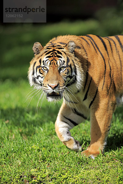 Sumatra-Tiger  (Panthera tigris sumatrae)  erwachsenes Männchen im Porträt  Sumatra  Asien