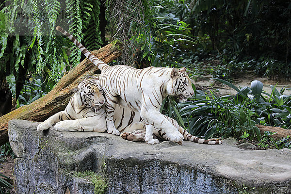 Indischer Tiger Weiße Form  Weißer Tiger  Bengalischer Tiger  (Panthera tigris tigris)  erwachsenes Paar  Indien  Asien
