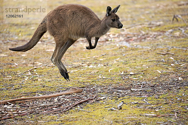 Känguru auf der Känguru-Insel  (Macropus fuliginosus fuliginosus)  erwachsen  springend  Känguru-Insel  Südaustralien  Australien
