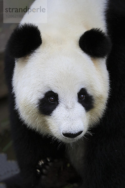 Großer Panda (Ailuropoda melanoleuca)  Erwachsenenporträt  Adelaide  Südaustralien  Australien