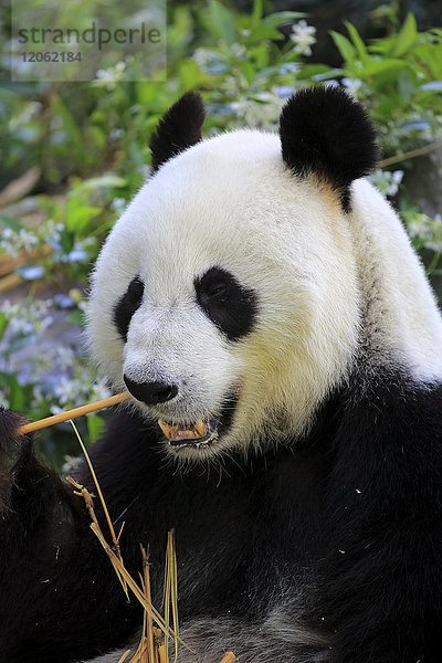 Großer Panda (Ailuropoda melanoleuca)  Porträt eines erwachsenen Tieres bei der Nahrungsaufnahme  Adelaide  Südaustralien  Australien