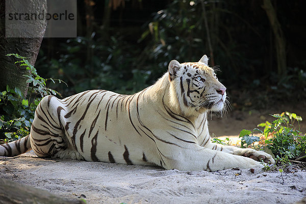 Indischer Tiger Weiße Form  Weißer Tiger  Bengalischer Tiger  (Panthera tigris tigris)  erwachsen  ruhend  wachsam  Indien  Asien