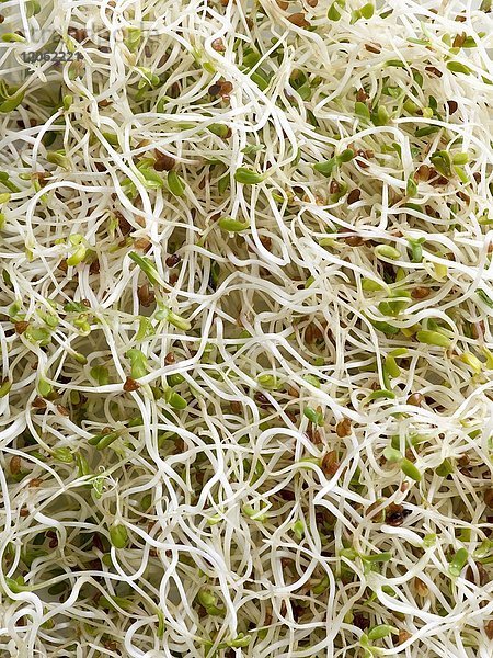 Keimende Alfalfa