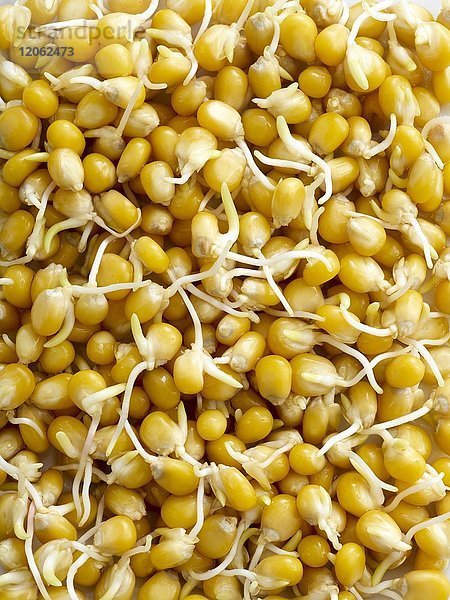 Sprießender Mais