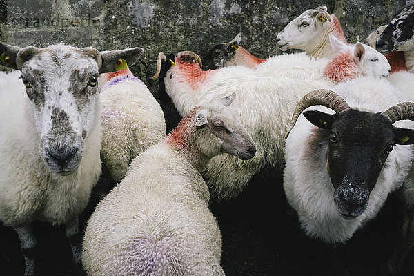 Kleine Schafherde  deren Hälse mit orangefarbener Farbe markiert sind  auf einem Bauernhof in Glenade  Grafschaft Leitrim  Irland.