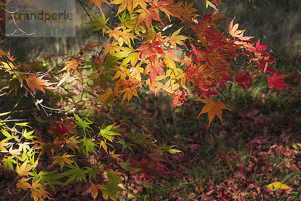 Herbstfarben  Laub eines Acerbaums  japanischer Ahorn mit zarten Palmenformen  lebhafte Farben  Purpurrot  Gelb und Grün im gesprenkelten Sonnenlicht.