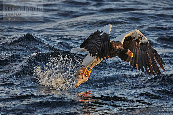 Salbei-Seeadler  Haliaeetus pelagicus  jagt im Winter über Wasser.