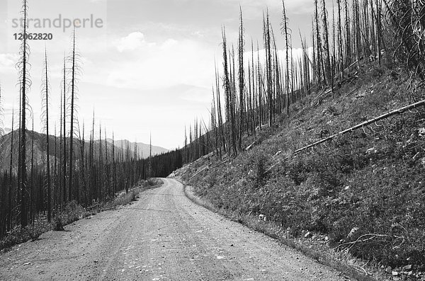 Straße durch von Bränden geschädigten Wald  nahe Harts Pass  Pasayten Wilderness  Washington.
