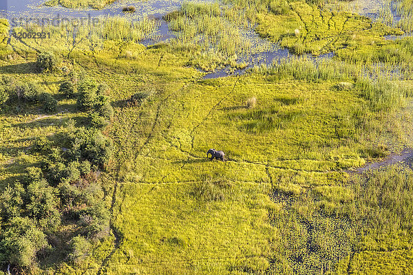 Luftaufnahme eines afrikanischen Elefanten  der über ein üppiges Delta läuft.