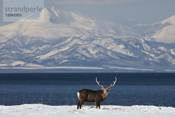 Sikahirsch  Cervus nipponin  im Winter am Ufer der Bucht stehend.