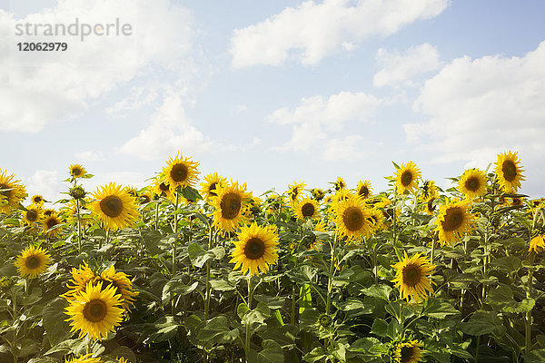 Sonnenblumenfeld unter bewölktem Himmel.